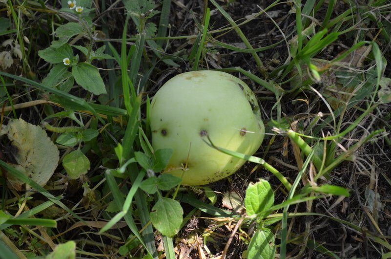 Падалица в саду.