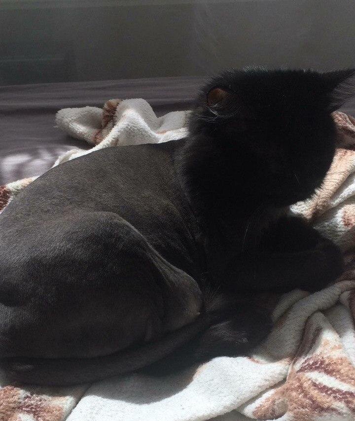 Ёшка после стрижки