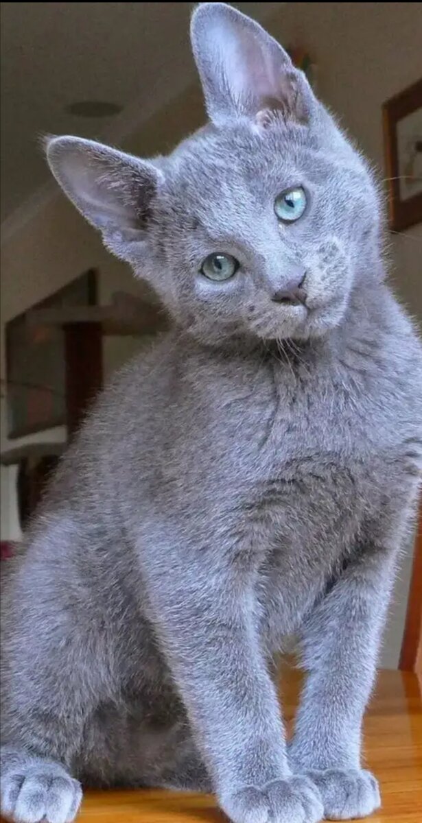 Источник фото-Яндекс картинки