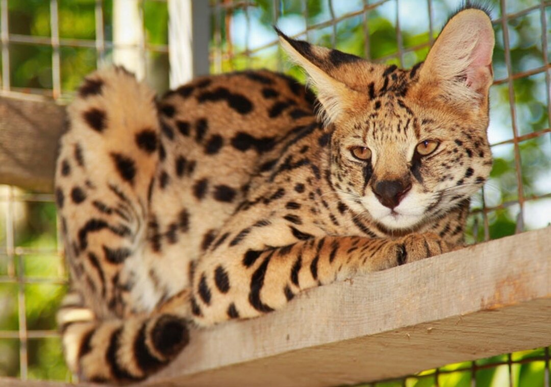 Фото сервала