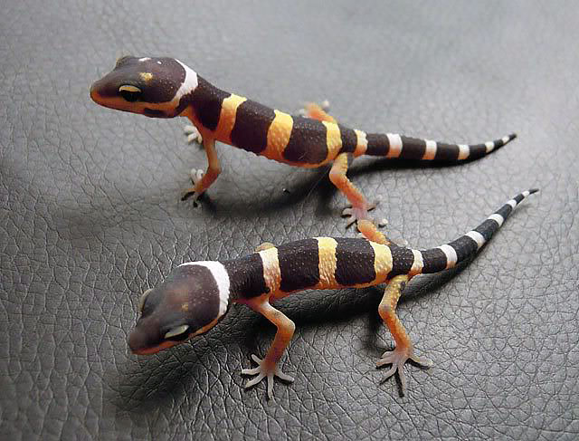 Новорождённый.