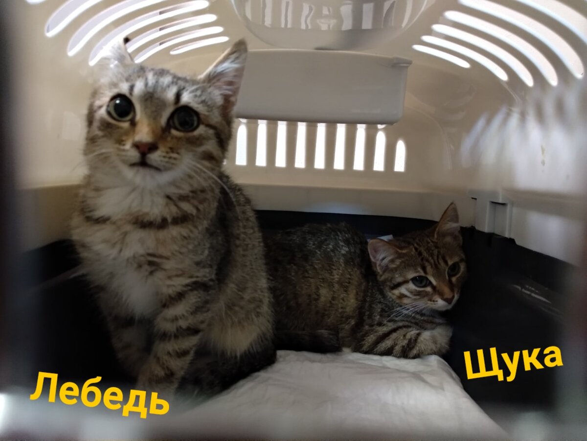 Котята в переноске