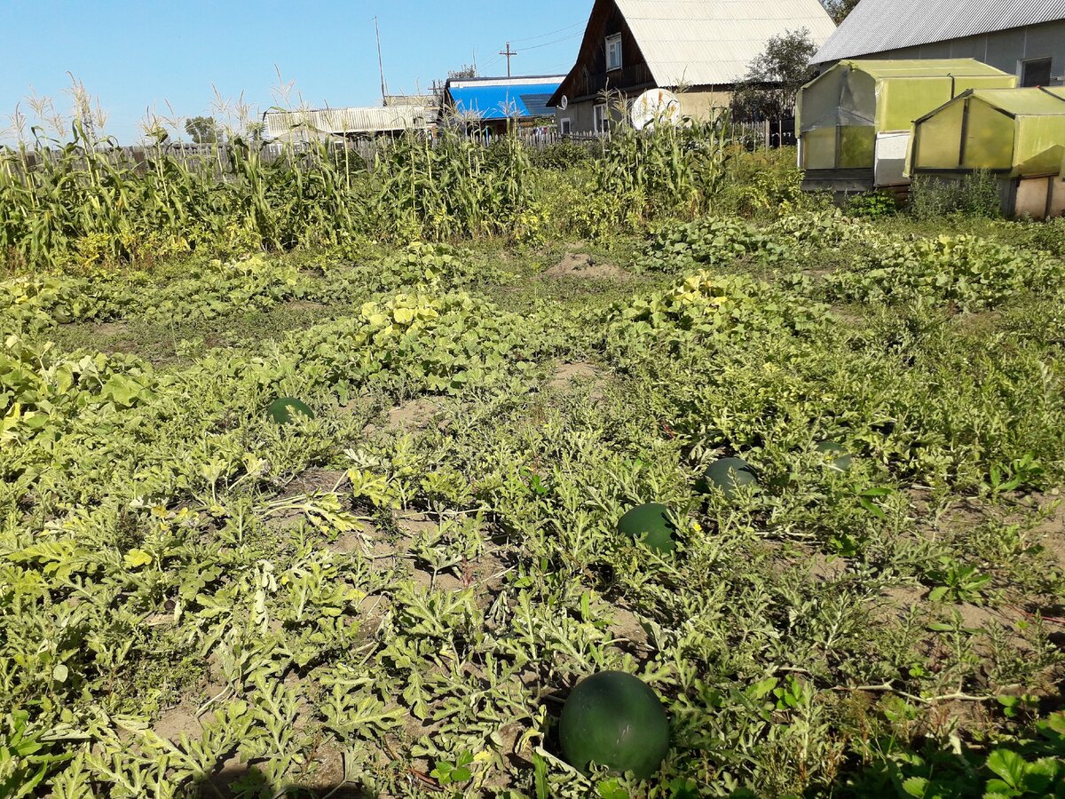 Моя северная бахча 2019 года, окруженная посадками кукурузы.