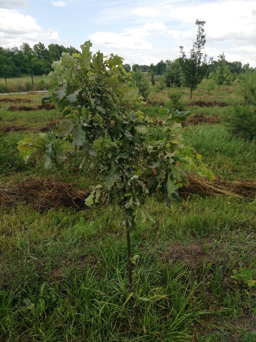 В это году множество растений постродало от мучнистой раосы, наши дубы не стали исключением, многие брэндовые лекарства не помогаю, старайтесь сами удалят траву из под ствола дерева. 