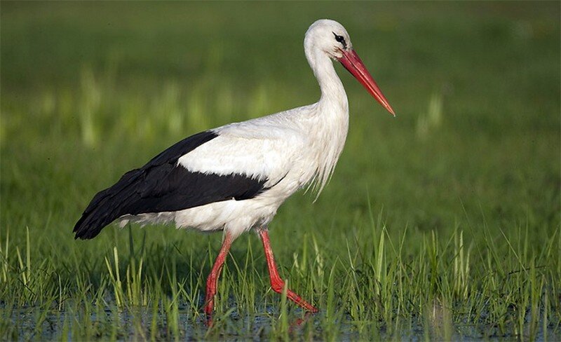Белый аист

Белый аист – вид крупной болотной птицы, представитель семейства аистов. Гнездится в Европе, Северной Африке, на Ближнем Востоке и в Центральной Азии. Сезонно мигрирует в страны Африки к югу от Сахары, западную Индию, реже в южную часть Аравийского полуострова. Длина их тела от кончика клюва до кончика хвоста составляет 100–115 см, размах крыльев 155–215 см, вес — 2,3–4,5 кг. Питается в основном насекомыми, рыбами, рептилиями, мелкими млекопитающими и мелкими птицами. Перелёт на зимовку аисты совершают днём. Они летят на большой высоте (до 3300 м), часто паря. Для этого они выбирают самые удобные в аэродинамическом отношении маршруты. Над морем аисты летать избегают.