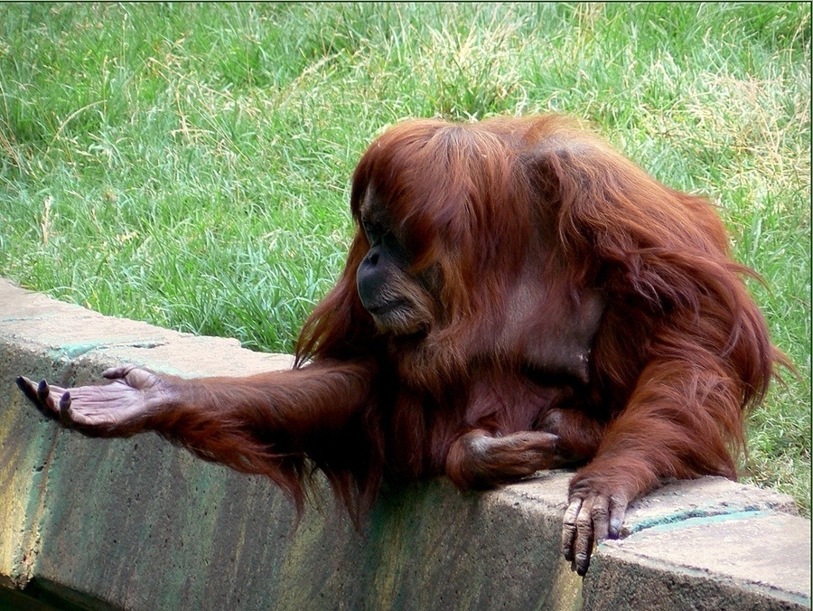 Дай копеечку! (яндекс-картинки) 