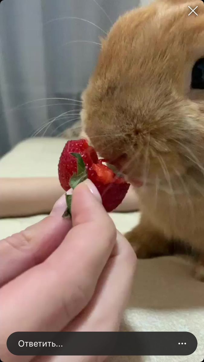 Космический Банни кушает клубнику.