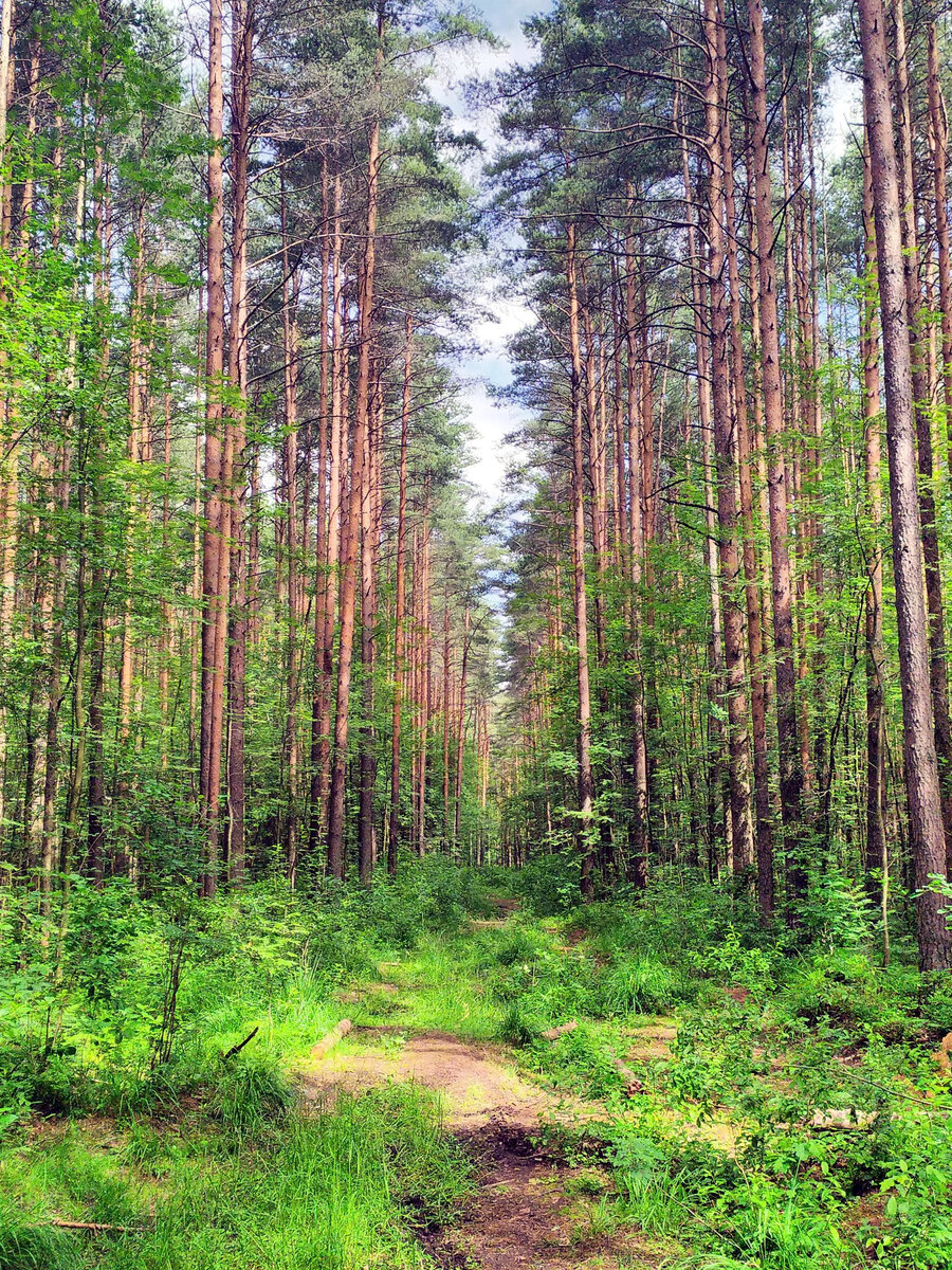 Азлецкий лес Вологодская область