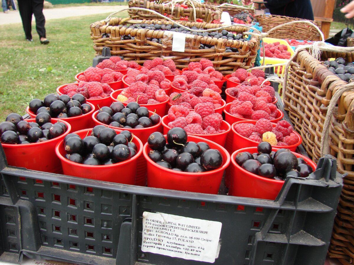 Ягодный товар на фестивале "Малина" всегда местный и всегда свежий.