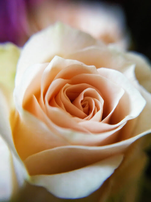 Роза - воистину королева цветов. Очень люблю их снимать!