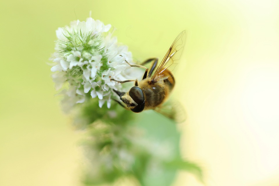 Одна из представителей мух