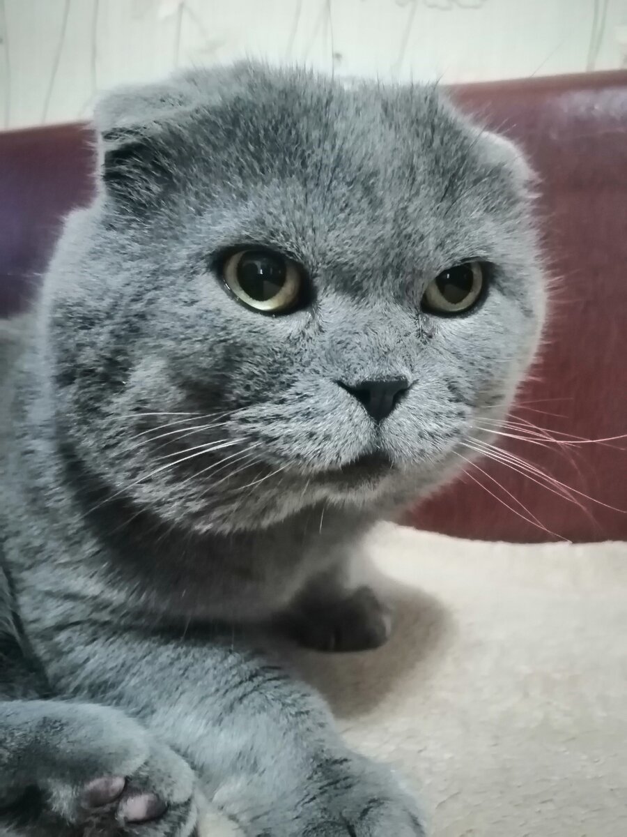 Вислоухие коты самые милые и популярные в топ 5 видов котов