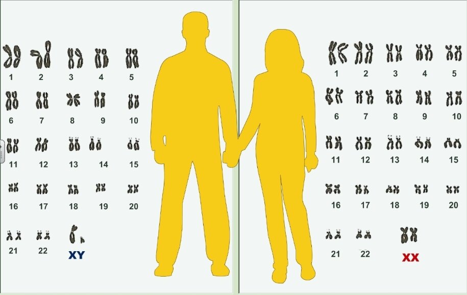 Хромосомный набор человека