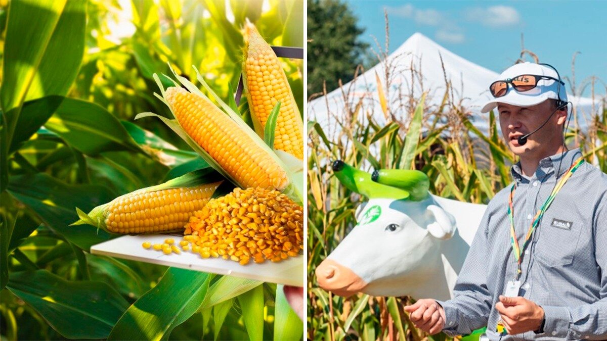 Фото: EURALIS SEMENCES RUSSIA Эдуард Павловский, менеджер по развитию рынка кукурузы и сорго Евралис Семанс Рус