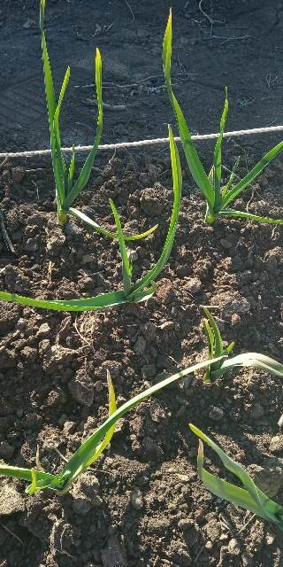 Фото: Романа Образцова. Поливала по мере подсыхания, а чтобы не желтел - использовала мочевину и сульфат калия.