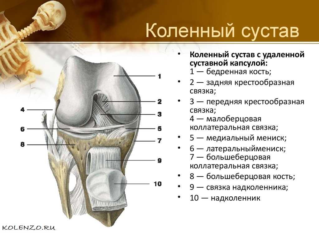 Как устроено колено. Коленный сустав (вскрыт, вид спереди).. Строение костей коленного сустава. Коленный сустав образуют суставные поверхности костей. Коленный сустав анатомия строение кости.