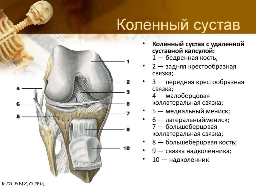 Коленный сустав относится