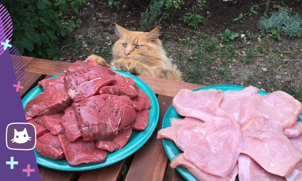 Мясо для кошек купить