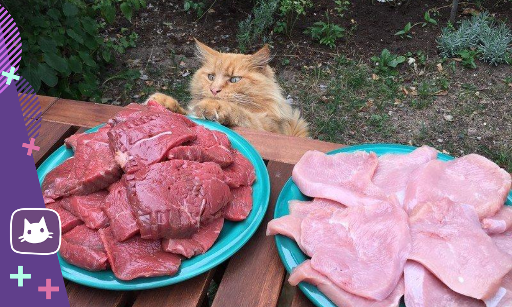 Котик и вкусная еда. Кот ворует рыбу. Кот ворует рыбу. Едят ли мясо кошек. Едят ли мясо кошек.
