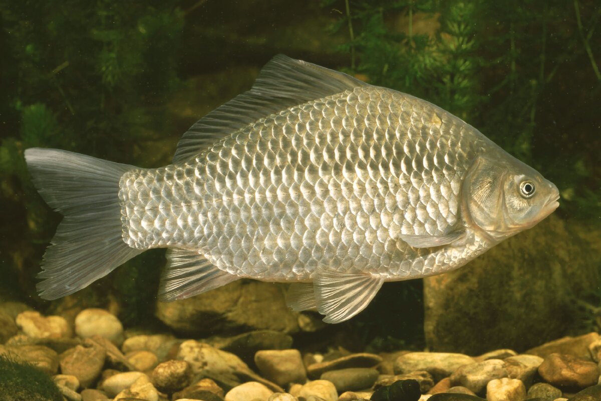 Фото карася. Серебряный карась (Carassius gibelio). Серебряный карась - Carassius auratus gibelio. Carassius auratus серебряный карась. Карась обыкновенный Carassius Carassius.