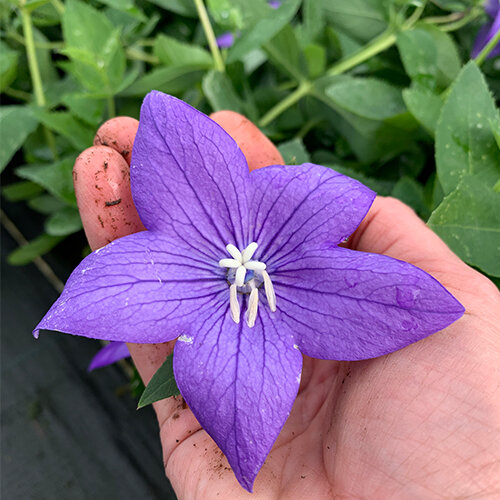 Платикодон крупноцветковый