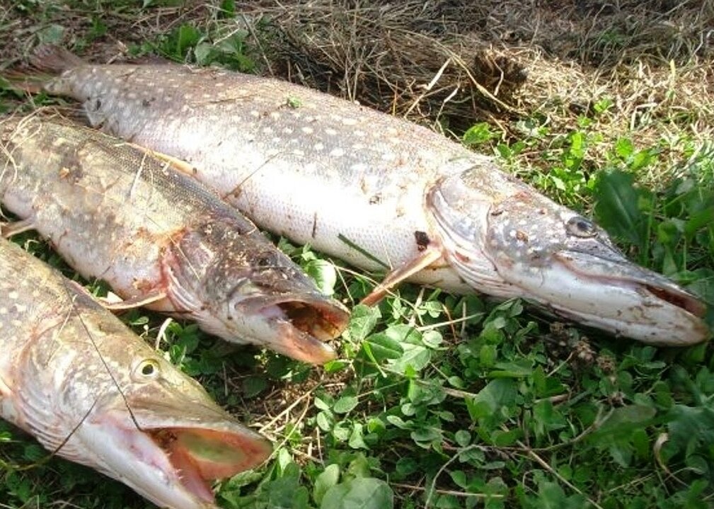 Фото щуки на рыбалке на траве