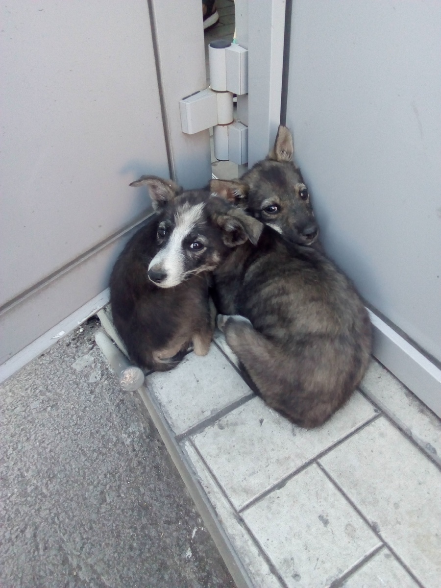 Вот такие, крохи были подкинуть к магазину Светофор. Прокопьевск. 