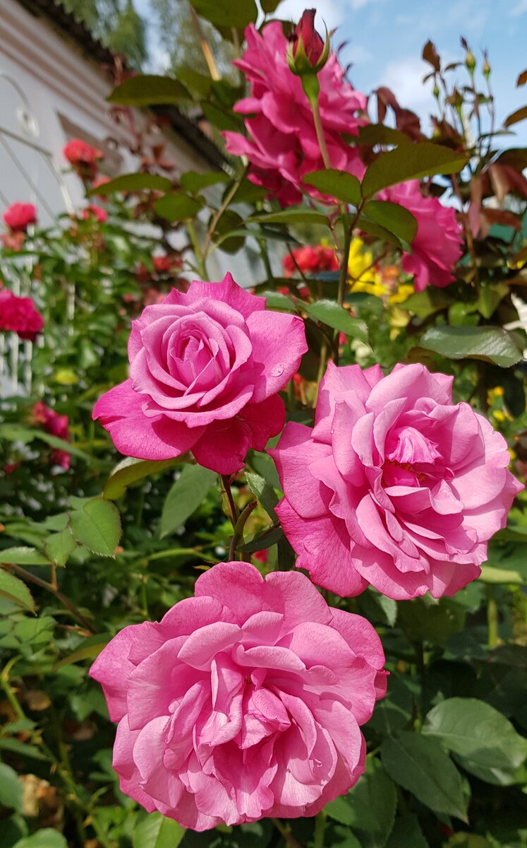 Чем подкормить розы в конце июля. Улучшаем цветение и ускоряем рост молодыхпобегов