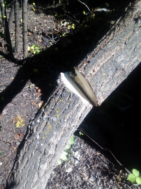 последний вздох пилы