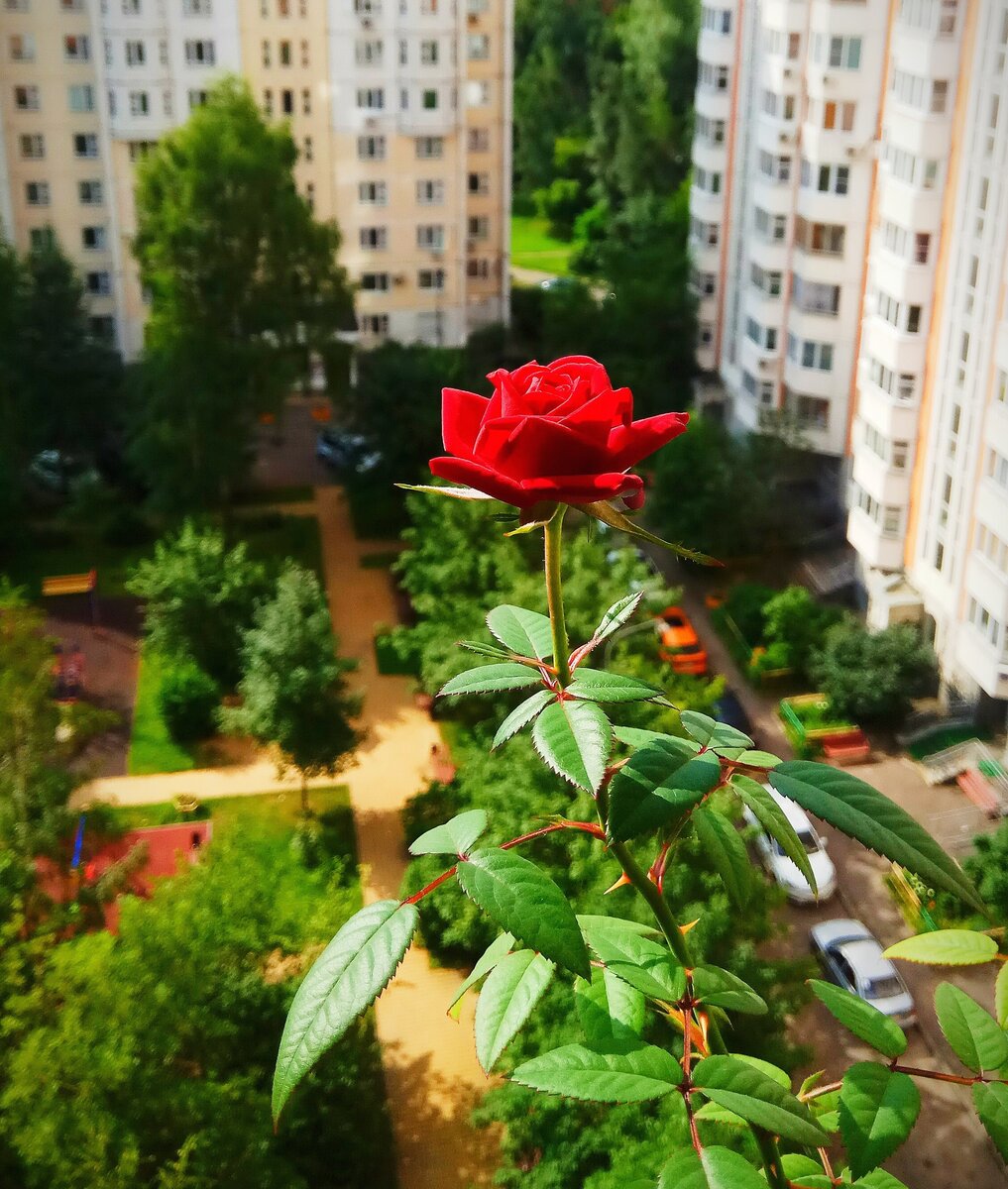 Роза, привезена с родины деда, растет и цветет на московском подоконнике. 