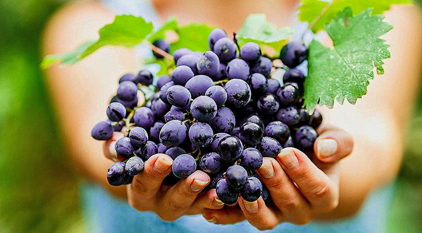 Вред винограда при похудении