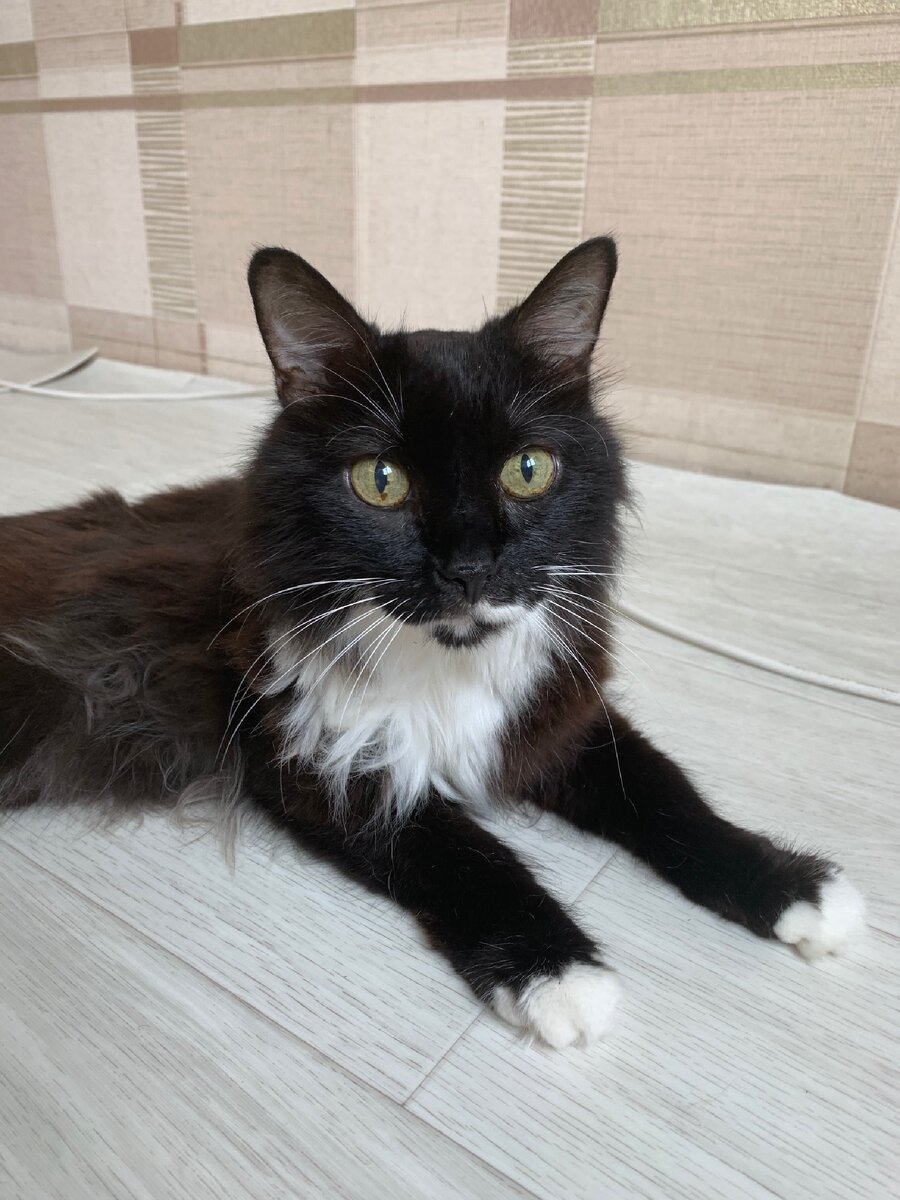 Вполне нормальные зрачки.