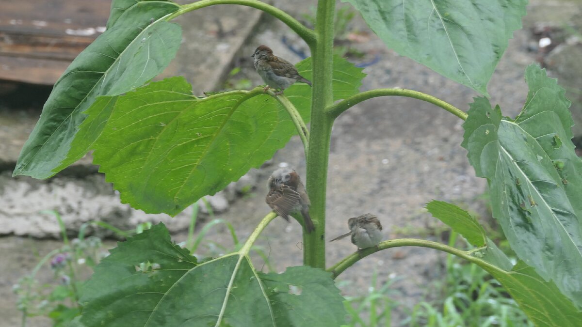 f  5.6  iso-400  1\20с  275мм. 