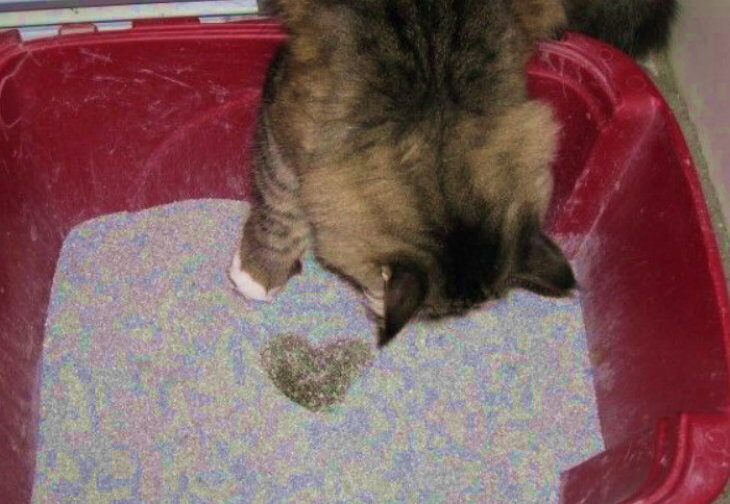 Кот пописал не в лоток. Кошачий лоток с какашкой. Кошачий туалет с какашками. Кошка какает в лоток. Котенок какает в лоток.