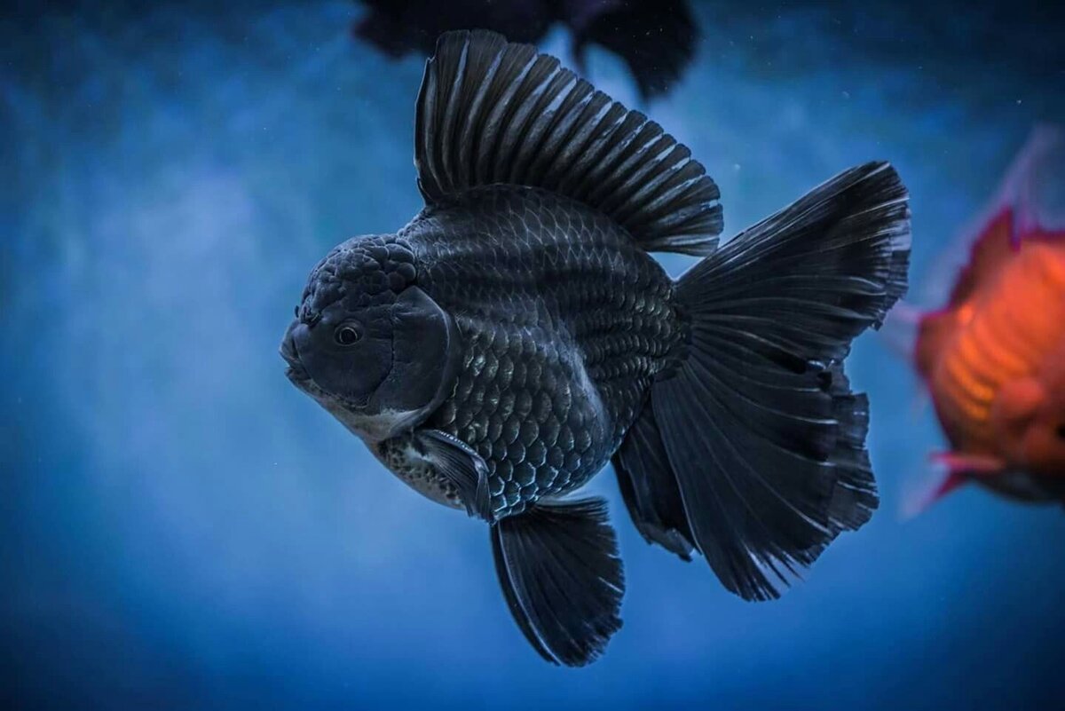 Аквариумная рыбка орландо