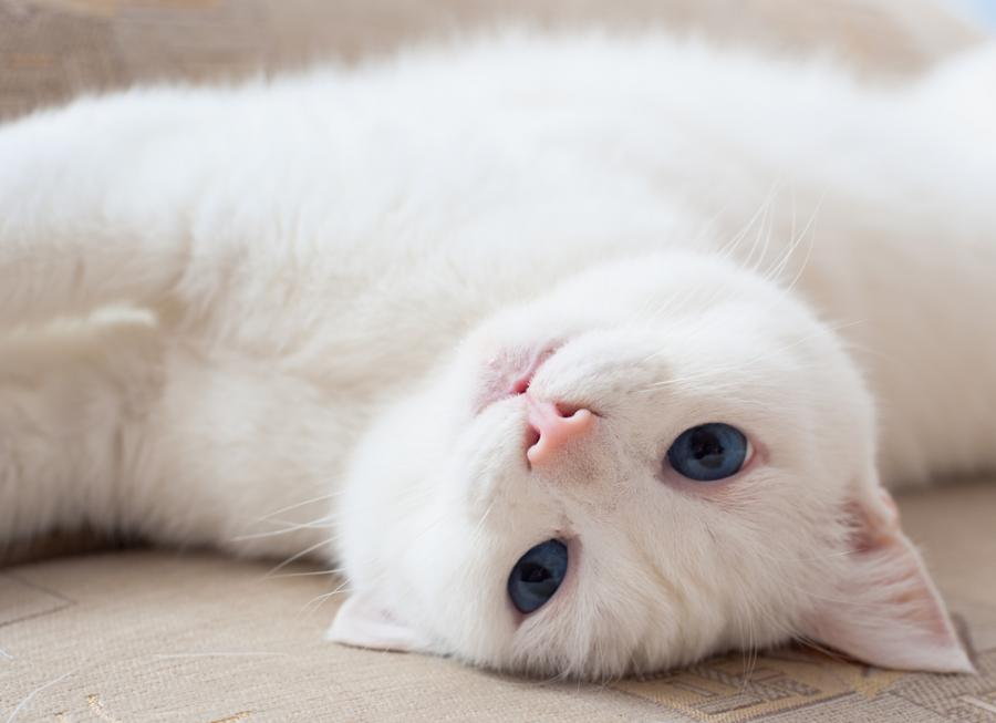 Он показал еду, которую хотел. Фото: AndrejLV / Shutterstock