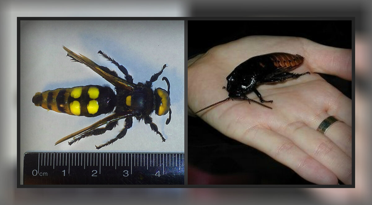 Судзумэбати и гокибури