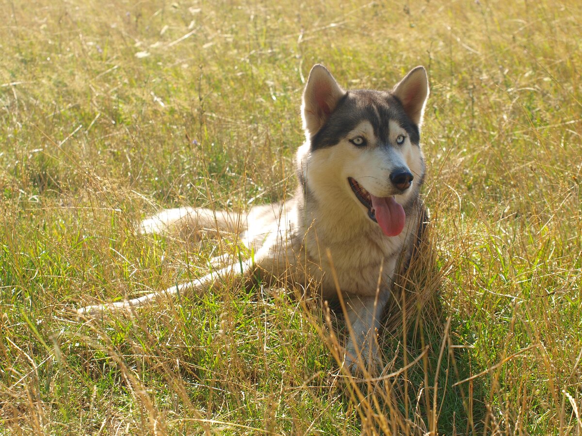 Хаски Ария в стандартной позе :) Лето, 2019