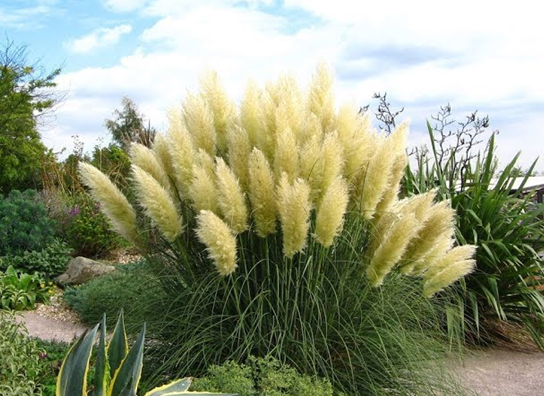 Роскошное цветение кортадерии (пампасной травы). Фото с сайта: stroy-podskazka.ru