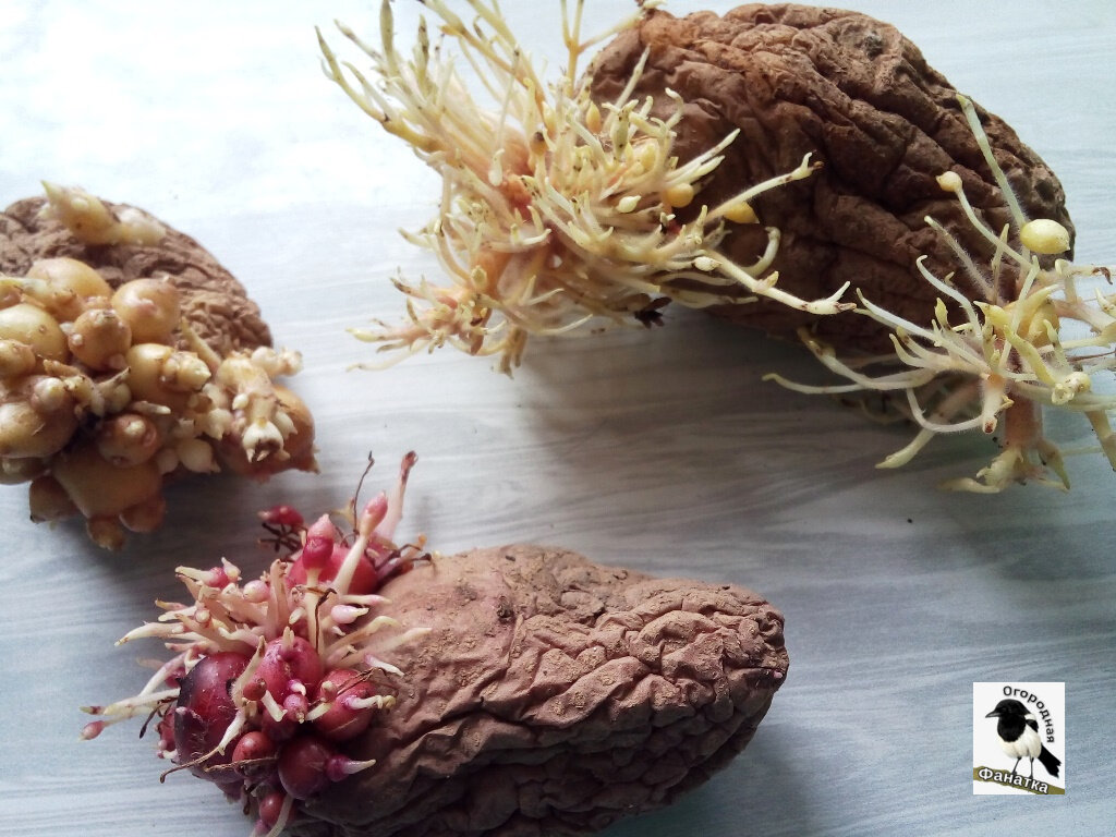 При ближайшем рассмотрении оказалось, что клубни картофеля еще и урожай успели вырастить в подвале: много маленьких клубеньков прямо на своем теле