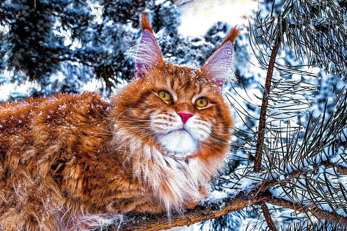 Мяун. Мяун чтейн. Мяуна. Обыкновенный говорящий кот Мяун.