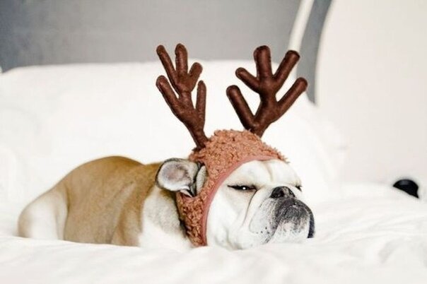 Похмелье — это месть уцелевших нервных клеток за погибших товарищей.