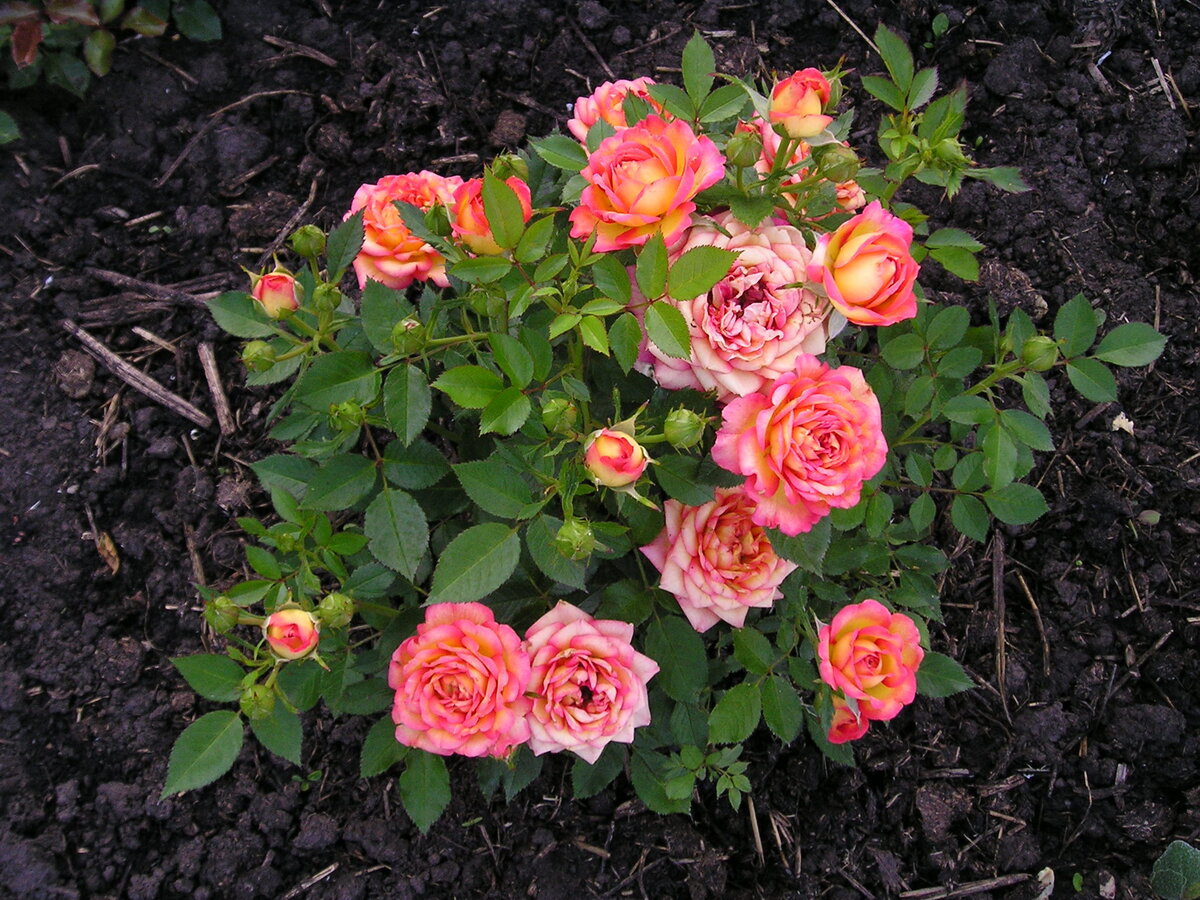 роза почвопокровная морсдаг. миниатюрные розы описание. миниатюрные розы описание. роза лавендер джевел. миниатюрные розы описание.