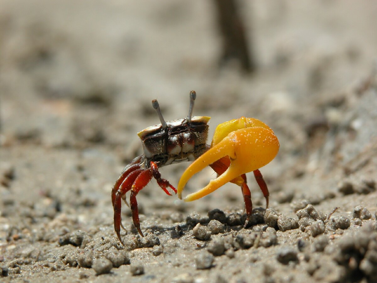 Более крупная с мощными зубцами предназначена для дробления раковин моллюсков и панцирей морских ежей — добычи крабов. У второй клешни есть режущий край для разделки мягких тканей или щетинки, работающие как фильтрационный аппарат.
