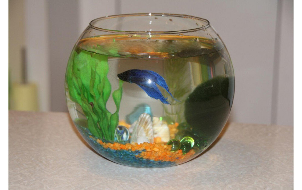 КАКИЕ РЫБКИ МОГУТ ЖИТЬ БЕЗ КИСЛОРОДА В МАЛЕНЬКОМ АКВАРИУМЕ?
Бывает, что в доме или в квартире нет возможности установить большой прямоугольный аквариум емкостью 50, 75, 100 л и более. Это происходит по нескольким причинам: высокая стоимость, не куда ставить, особенности ремонта. Да и у самих владельцев маленьких аквариумов, как правило нет желания завести себе целое семейство рыб и заниматься полноценно аквариумистикой.Небольшие аквариумы обычно дарят в подарок детям, либо любимому человеку. Аквариумы небольшой емкостью до 20 л могут иметь различную форму, в том числе имеют цельную конструкцию в виде сферы, чаши.Конечно, жизнь большого количества аквариумных рыбок в такого размера емкости будет невозможной. В первую очередь это связано с небольшим количеством воды и  отсутствием возможности расположить дополнительные элементы: растения, грунт в требуемом количестве, аэраторы, компрессоры для полноценной жизни аквариумных рыб.Но среди всего многообразия селекционерами уже давно выведенные рыбки, которые менее требовательны к условиям жизни.МОГУТ ЛИ АКВАРИУМНЫЕ РЫБКИ ЖИТЬ БЕЗ КИСЛОРОДА
Конечно, без кислорода рыбки жить не могут. Но среди всего многообразия есть виды, которые дышат не кислородом, а растворенным в аквариуме атмосферным воздухом. Также некоторые виды могут поглощать воздух с поверхности аквариума и некоторое время удерживать его в организме это макроподовые, вьюновые и лабиринтовые виды.Один из видов рыбок это Гурами размером около 5-12 см самого различного оттенка. Но они имеют свои требования, то есть аквариум должен быть длиной не менее 50 см, объемом не менее 50 л.Другие виды - Лялиус рыбки размером около 7 см. Их лучше содержать стайками минимум из трех рыбаков. Они живут в аквариумах объемом около 10 л. Но чтобы было комфортнее лучше приобрести чуть большую емкость.Петушок Бетта - для него требуется на одну рыбку около 5-10 л воды. В аквариуме обязательно должна присутствовать растительность, ведь именно в ней они укрываются особенно в период нереста. Лябиозы - это крупные тихие рыбки. Для одной из них требуется около 10 л воды и обязательно присутствие водорослей.Макроподы довольно выносливые рыбки могут жить даже в трёхлитровой банке. Они неприхотливые и всеядны. В аквариуме должна быть крышка, прилегающая не плотно с доступом к воздуху, поверхность покрыта водорослями.Таким образом мы рассмотрели несколько видов рыбок, которые не так требовательны к содержанию кислорода в воде и наличию фильтра. Из вышеописанного вы можете примерно рассчитать объём и требования к аквариуму для содержания одной рыбки. В любом случае, чтобы сделать жизнь аквариумных обитателей более комфортный, лучше выбирать аквариум большей емкостью.Маленькие аквариумы вы можете приобрести в нашем интернет-магазине.