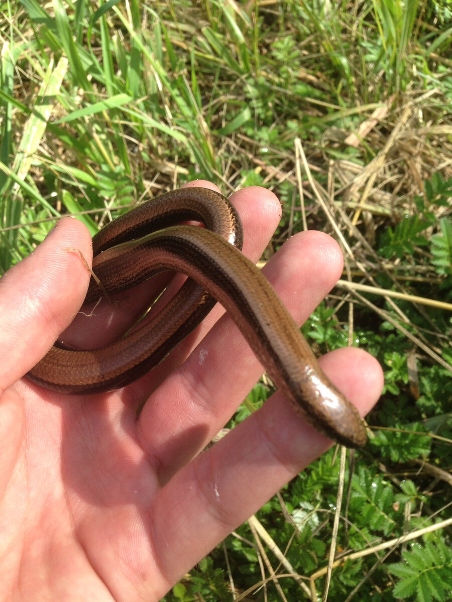 Вот как я поймал медианку