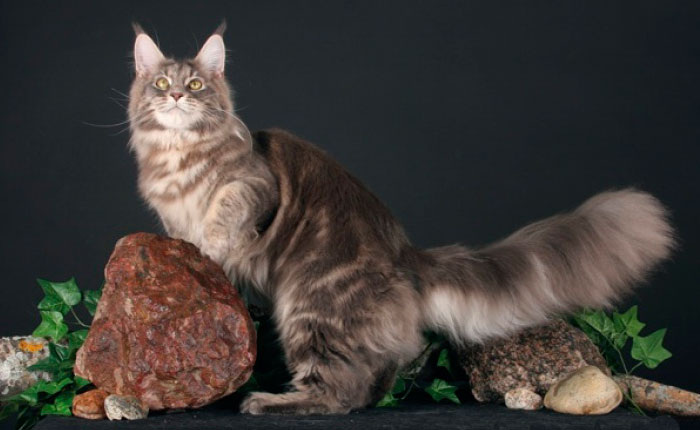 Мраморный кот Мейн кун. Голубой мраморный Мейн кун. Мейн кун черный мрамор. Черный мраморный Мейн кун.