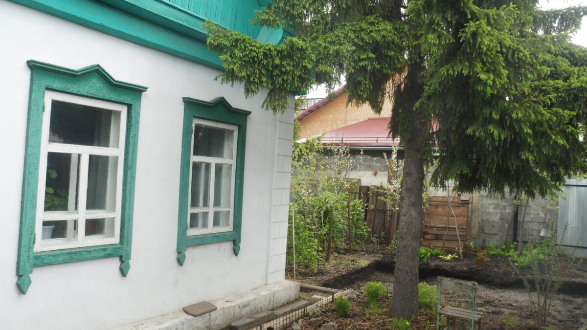 Ель, которую еще дед посадил. Растет совсем рядом с домом. Неправильно! - Согласен! Но не вырубать же ее?