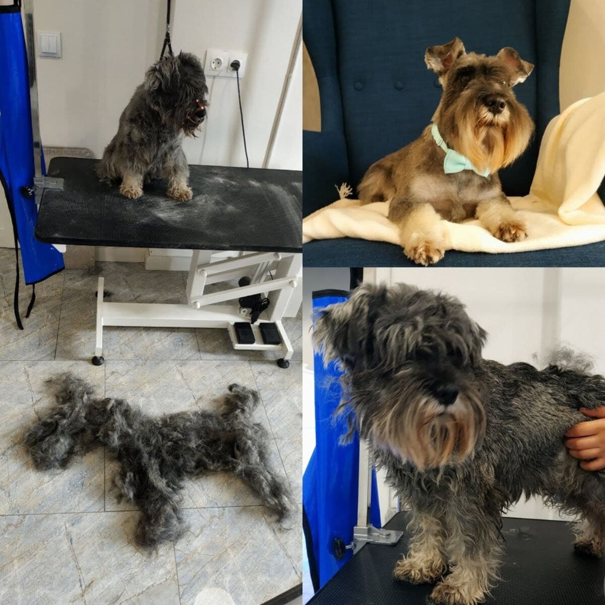 Было-Стало. Цвергшнауцер Чапа