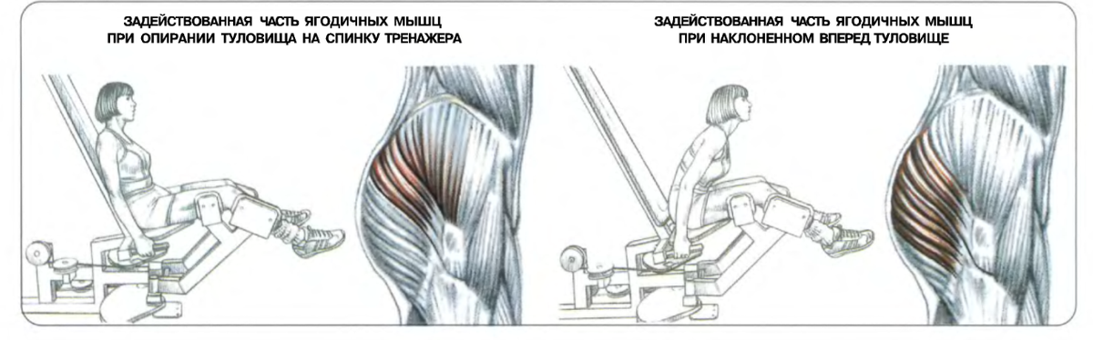 Отведение ног в тренажере сидя техника. Разгибание ног в тренажере сидя схема. Приведение бедра в тренажере сидя. Какие мышцы работают при сведении и разведении ног на тренажере. Сведение ног в тренажере.